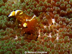 Babusanta, Talikud Island, Davao City by Bernard Maglana 